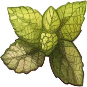 Menthe